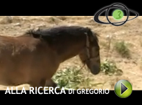 Alla ricerca di Gregorio