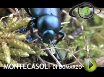 Riserva Naturale di Montecasoli di Bomarzo