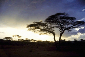 La savana