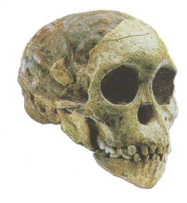 Il bambino di Taung